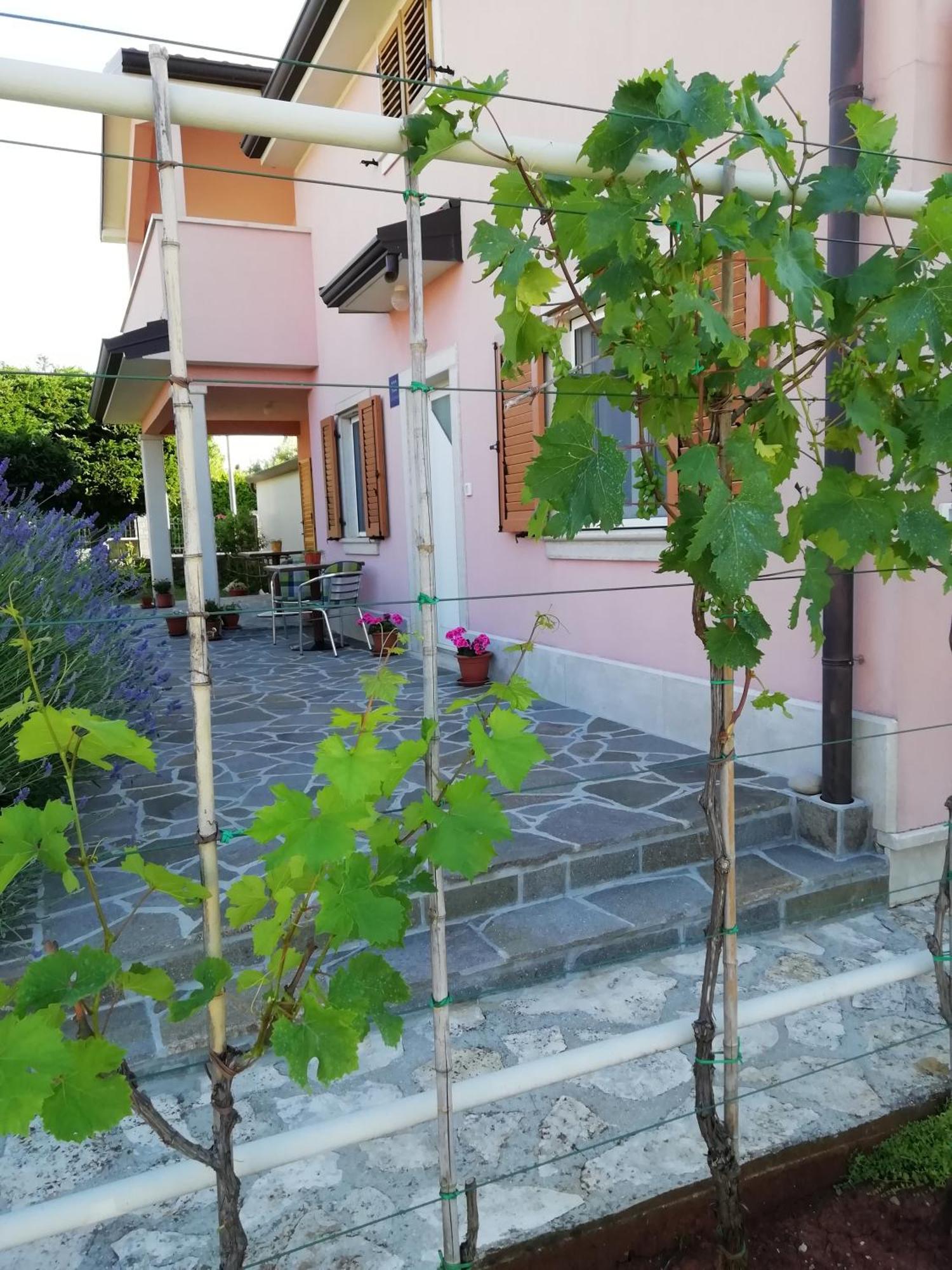 Apartmani Vesna Buje Exterior photo